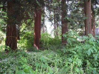 Picture of Point Roberts Parcel Number 405302-532383